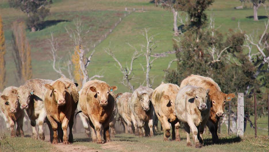 Charolais bulls from the Challambi Charolais stud at Tooma.