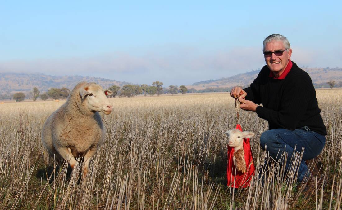 Murray Long, pictured weighing a lamb at birth, encourages producers to increase lamb survival rates through genetics and management.