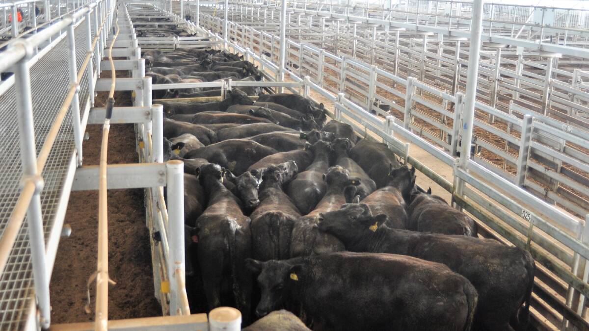 Angus cows from Bundarbo Station in Jugiong for sale at the South Eastern Livestock Exchange in Yass. Photo: Hannah Sparks