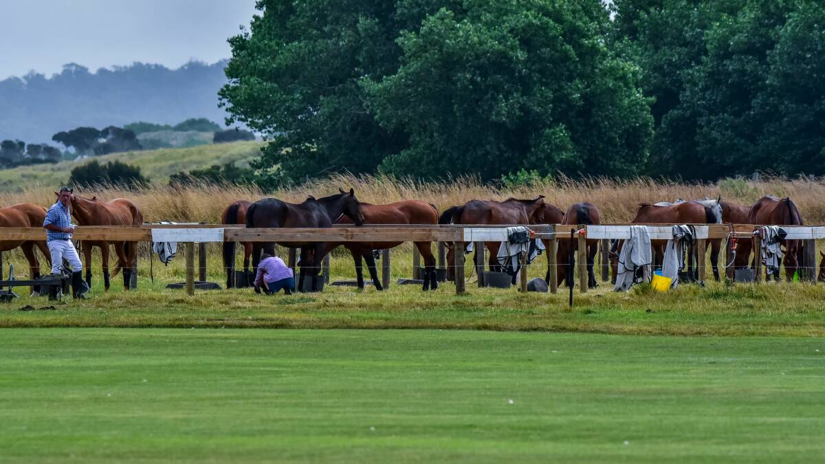 Charges laid over polo pony deaths