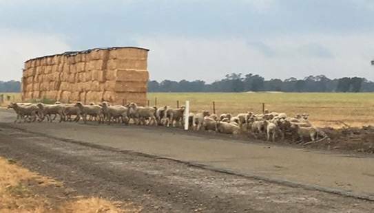 SHEEP THEFT: Some of the sheep, allegedly stolen from the Tungamah property.