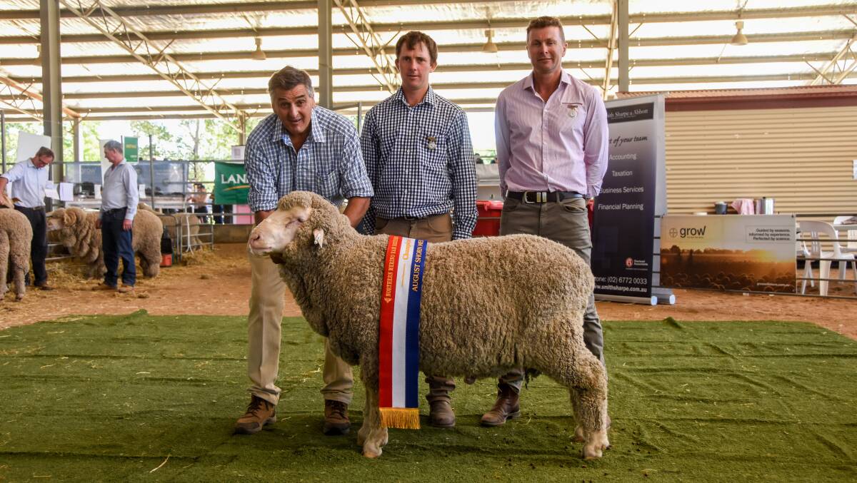 The champion August shorn ram from Alfoxton. 