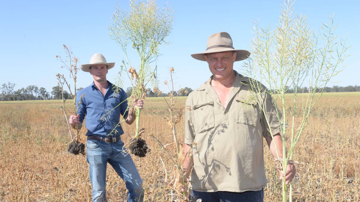 Lachlan Commodities trade manager Andrew Cogswell and Nathan Heckendorf, Top Reeds, Narrandera, with Pioneer 45Y91 variety canola sown April 10 and treated with 250kg/ha of WaterSafe while standing among untreated canola as a comparison.