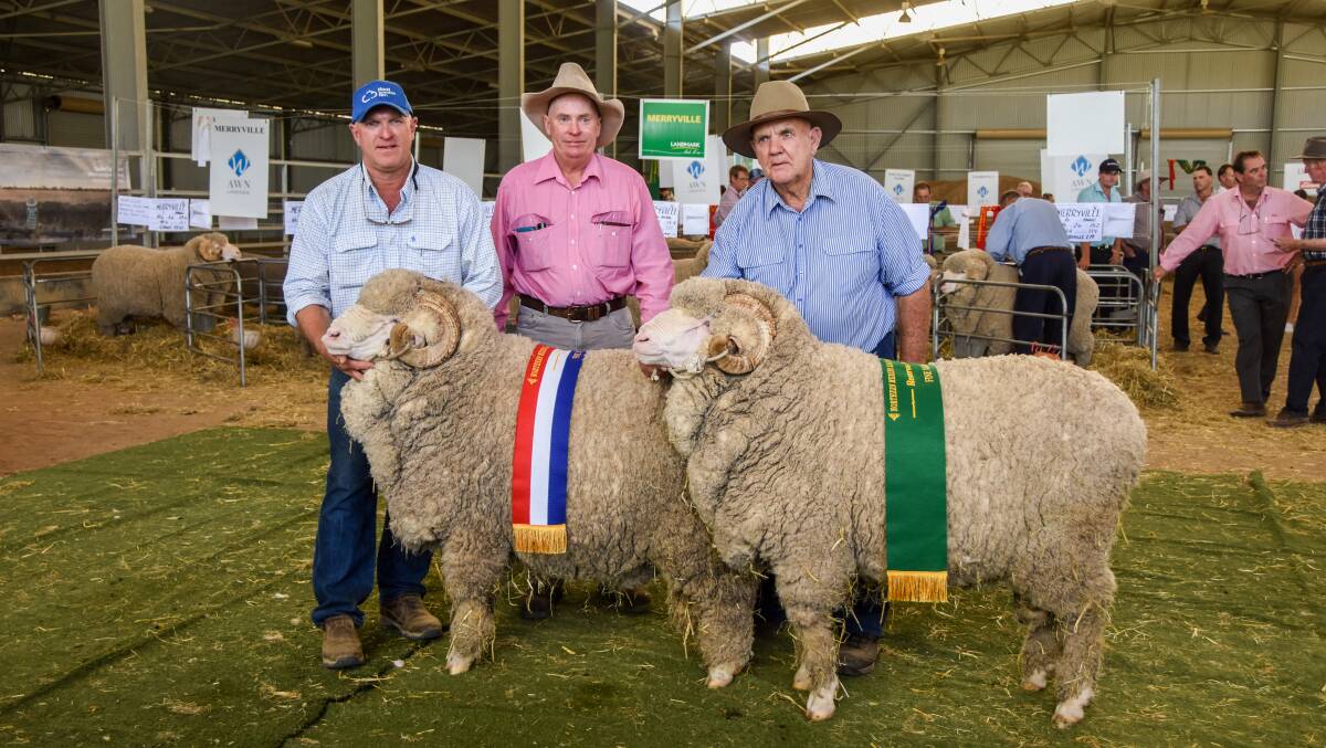 Airlie Merinos champion and reserve champion fine wool rams. 