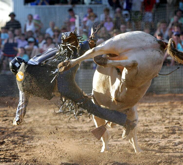 A competitor takes a tumble at the Narrandera Rodeo. Pictures: Les Smith