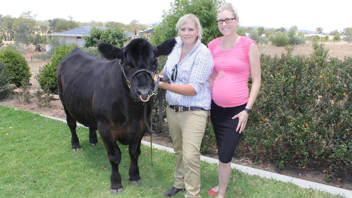 Nicole Rodd holds the charity steer "Blue Recovery" and is pictured with Amanda Hall from the Wagga Community Health Drug and Alcohol Service.