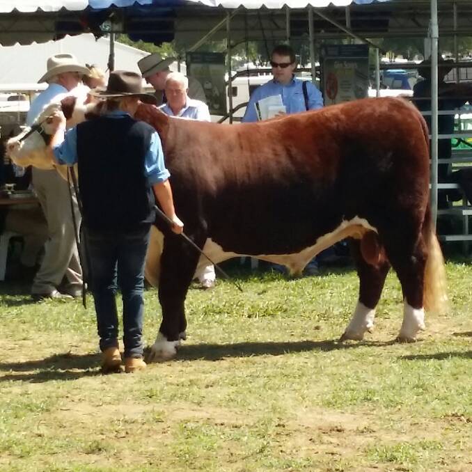 Nicole Rodd showing the winning Poll Hereford in his class at Royal Canberra Show.