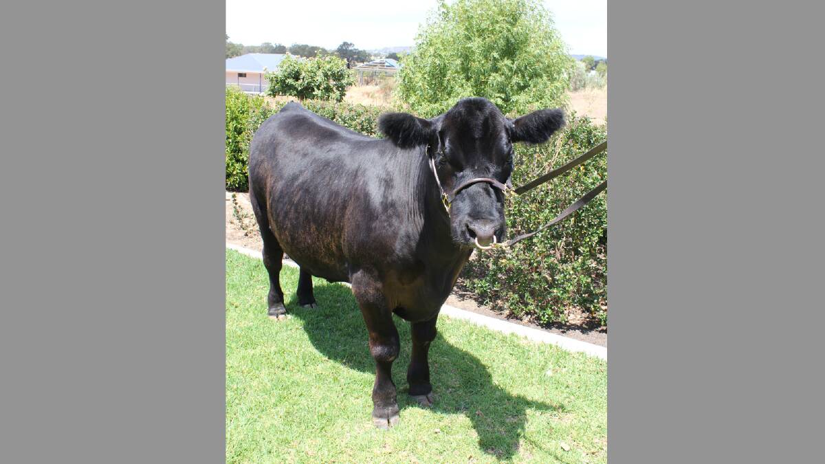 Blue Recovery, the Angus steer that will be sold to raise money to support mental health programs.