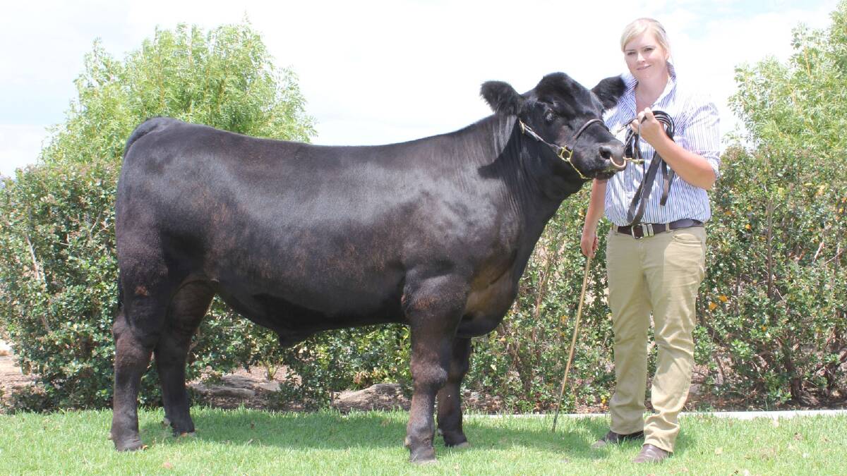 Nicole Rodd from Wagga with the steer "Blue Recovery" which is going to be sold at the Royal Canberra Show to raise money for mental health.