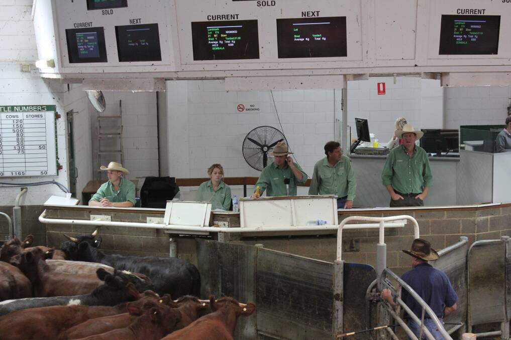 Landmark livestock agents sell the lots at the Wagga cattle sale. Picture: Holly Martin