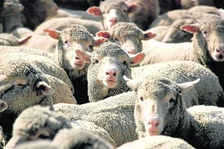 The outlook for the sheep and lamb industry looks positive for 2014.