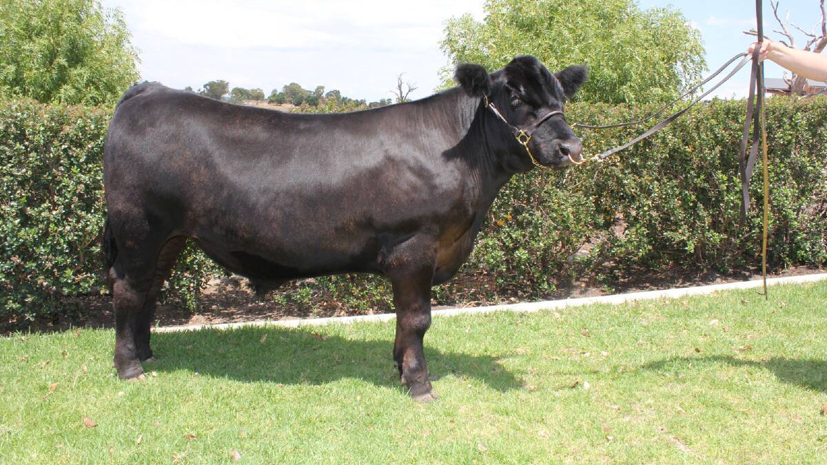 Blue Recovery, the Angus steer that will be sold to raise money to help mental health programs in the Riverina.
