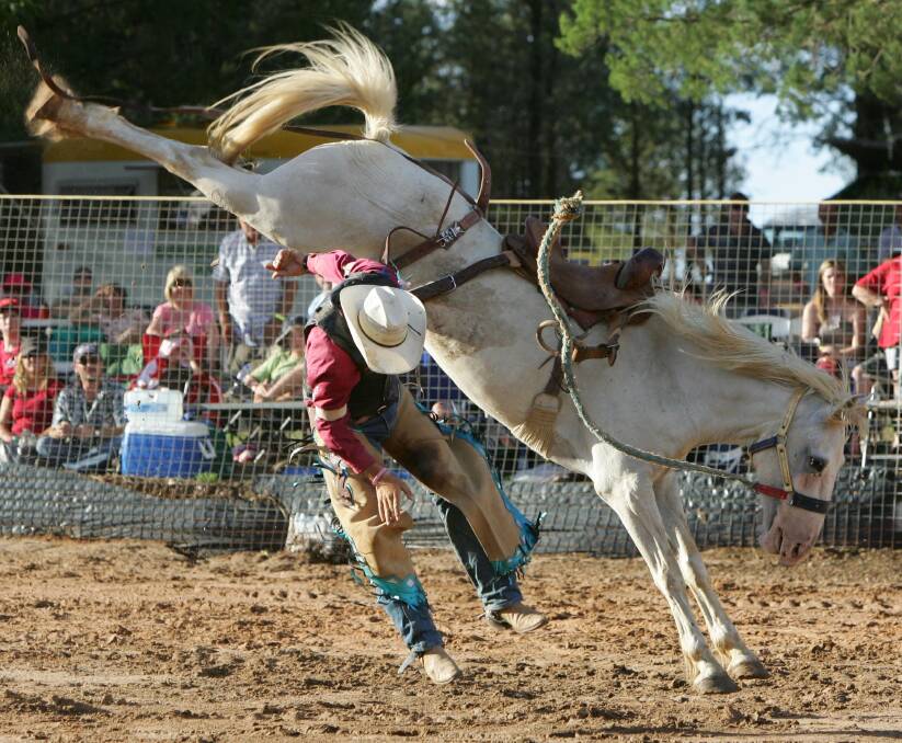 A rider gets bucked off in the saddle bronc at the Narrandera Rodeo. Pictures: Les Smith